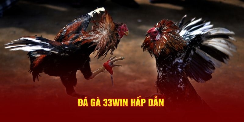 Sảnh đá gà 33Win lôi cuốn, hiện đại bậc nhất Việt Nam